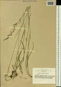 Bromus inermis Leyss., Siberia, Altai & Sayany Mountains (S2) (Russia)