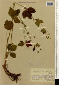 Potentilla elatior Willd. ex Schltdl., Caucasus, Stavropol Krai, Karachay-Cherkessia & Kabardino-Balkaria (K1b) (Russia)