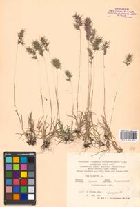 Poa bulbosa L., Eastern Europe, Central forest-and-steppe region (E6) (Russia)