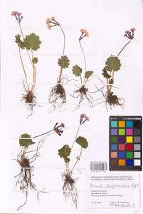 Primula kaufmanniana Regel, Middle Asia, Middle Asia (no precise locality) (M0)