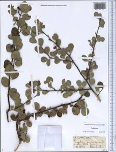 Cotoneaster, Middle Asia, Pamir & Pamiro-Alai (M2) (Tajikistan)
