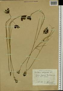 Fritillaria meleagroides Patrin ex Schult. & Schult.f., Eastern Europe, Eastern region (E10) (Russia)