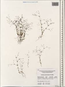 Galium tenuissimum M.Bieb., Caucasus, Krasnodar Krai & Adygea (K1a) (Russia)