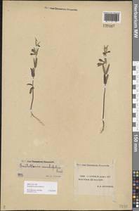 Scutellaria galericulata L., Siberia, Yakutia (S5) (Russia)