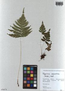 Phegopteris connectilis (Michx.) Watt, Siberia, Altai & Sayany Mountains (S2) (Russia)