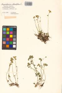 Chrysosplenium alternifolium L., Siberia, Russian Far East (S6) (Russia)