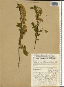 Spiraea flexuosa Fisch. ex Cambess., Mongolia (MONG) (Mongolia)