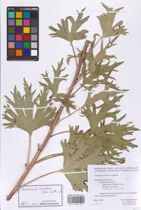 Delphinium cuneatum Steven ex DC., Eastern Europe, Central forest-and-steppe region (E6) (Russia)