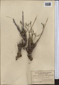 Seseli tenuisectum Regel & Schmalh., Middle Asia, Western Tian Shan & Karatau (M3) (Kyrgyzstan)