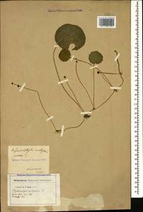 Hydrocotyle vulgaris L., Caucasus, Azerbaijan (K6) (Azerbaijan)