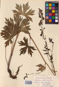 Aconitum lycoctonum subsp. moldavicum (Hacq.) Jalas, Eastern Europe (no precise locality) (E0)