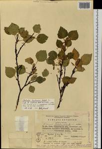 Betula pubescens var. pumila (Zanoni ex Murray) Govaerts, Eastern Europe, Eastern region (E10) (Russia)