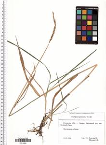Elymus repens (L.) Gould, Eastern Europe, Middle Volga region (E8) (Russia)