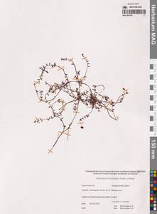 Vaccinium microcarpum (Turcz. ex Rupr.) Schmalh. ex Busch, Siberia, Chukotka & Kamchatka (S7) (Russia)