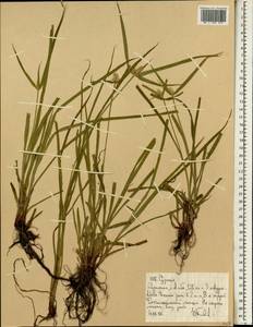 Cyperus, Africa (AFR) (Ethiopia)