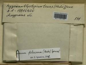 Cratoneuron filicinum (Hedw.) Spruce, Bryophytes, Bryophytes - Russian Far East (excl. Chukotka & Kamchatka) (B20) (Russia)