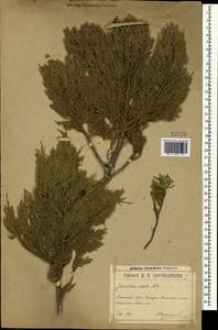 Juniperus excelsa M.Bieb., Crimea (KRYM) (Russia)