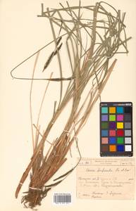 Carex forficula Franch. & Sav., Siberia, Russian Far East (S6) (Russia)