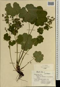 Alchemilla ventiana V. N. Tikhom., Eastern Europe, Middle Volga region (E8) (Russia)