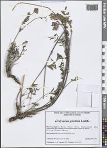 Hedysarum gmelinii Ledeb., Siberia, Western Siberia (S1) (Russia)