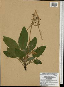 Hieracium fuscocinereum subsp. sagittatum (Lindeb.) S. Bräut., Eastern Europe, Central region (E4) (Russia)