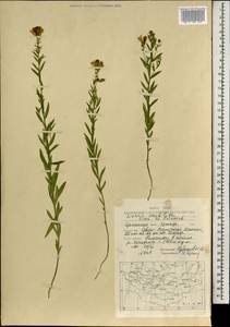 Linaria acutiloba Fisch. ex Rchb., Mongolia (MONG) (Mongolia)