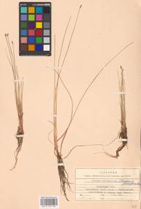 Eleocharis quinqueflora (Hartmann) O.Schwarz, Eastern Europe, Latvia (E2b) (Latvia)