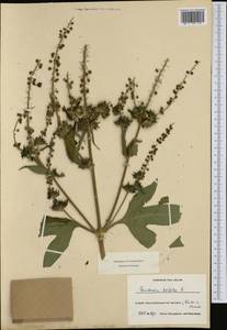 Ambrosia trifida L., Western Europe (EUR) (France)