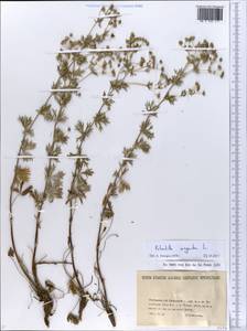 Potentilla argentea L., Eastern Europe, North Ukrainian region (E11) (Ukraine)