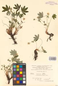 Potentilla alba L., Eastern Europe, Central forest-and-steppe region (E6) (Russia)