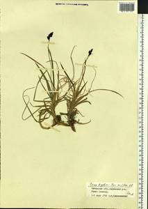 Carex bigelowii Torr. ex Schwein., Siberia, Baikal & Transbaikal region (S4) (Russia)