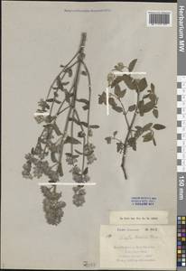 Nepeta racemosa subsp. racemosa, Caucasus, Dagestan (K2) (Russia)
