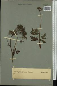 Chaerophyllum hirsutum L., Western Europe (EUR) (Germany)