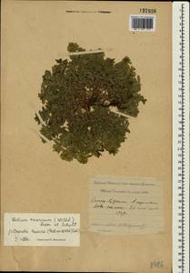 Cruciata taurica (Pall. ex Willd.) Ehrend., Crimea (KRYM) (Russia)