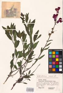 MHA 0 159 497, Antirrhinum majus L., Eastern Europe, Lithuania (E2a) (Lithuania)