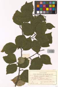 Betula schmidtii Regel, Siberia, Russian Far East (S6) (Russia)