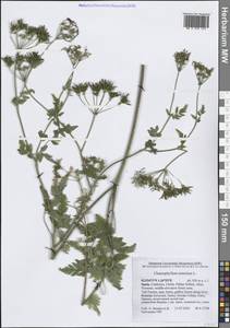 Chaerophyllum temulum L., Western Europe (EUR) (Spain)