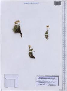Rhinactinidia eremophila (Bunge) Novopokr. ex Botsch., Siberia, Altai & Sayany Mountains (S2) (Russia)
