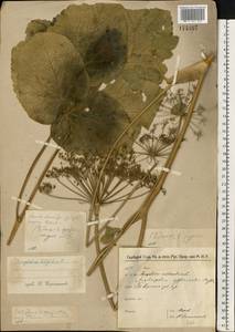 Laserpitium latifolium L., Eastern Europe, North-Western region (E2) (Russia)