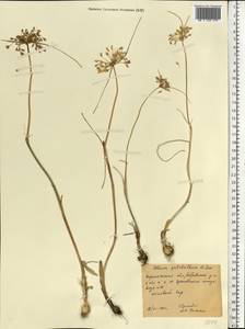 Allium flavum subsp. tauricum (Besser ex Rchb.) K.Richt., Eastern Europe, Central forest-and-steppe region (E6) (Russia)