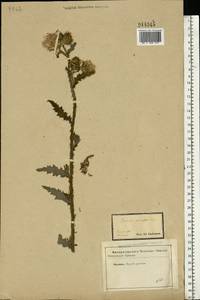 Cirsium palustre (L.) Scop., Eastern Europe, Central forest-and-steppe region (E6) (Russia)