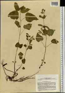 Meehania urticifolia (Miq.) Makino, Siberia, Russian Far East (S6) (Russia)