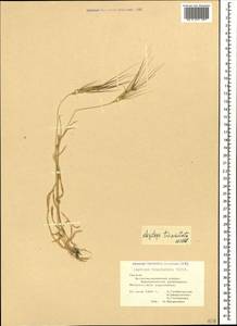 Aegilops neglecta Req. ex Bertol., Caucasus, Georgia (K4) (Georgia)