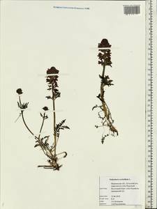 Pedicularis verticillata, Eastern Europe, Northern region (E1) (Russia)