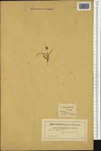 Carex foetida All., Western Europe (EUR) (Not classified)