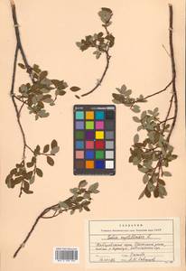 Salix myrtilloides L., Siberia, Russian Far East (S6) (Russia)