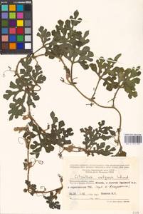 Citrullus lanatus (Thunb.) Matsumura & Nakai, Eastern Europe, Moscow region (E4a) (Russia)