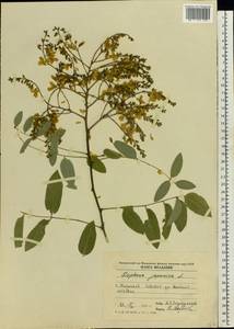 Styphnolobium japonicum (L.)Schott, Eastern Europe, Moldova (E13a) (Moldova)