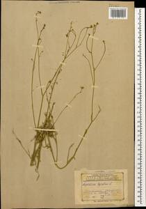 Lepidium meyeri subsp. meyeri, Caucasus, Azerbaijan (K6) (Azerbaijan)