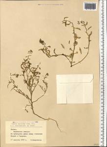 Cakile maritima subsp. baltica (Jord. ex Rouy & Foucaud) Hyl. ex P.W. Ball, Eastern Europe, Latvia (E2b) (Latvia)